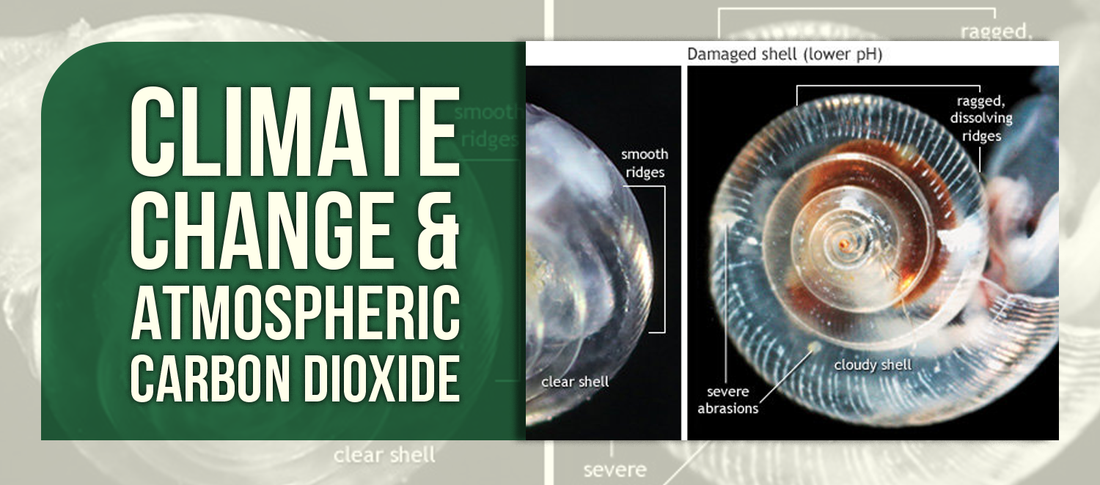 Climate Change & Atmospheric Carbon Dioxide