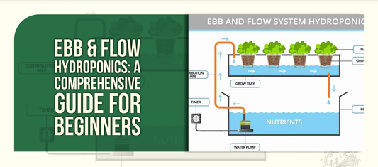 Ebb & Flow Hydroponics: A Comprehensive Guide for Beginners