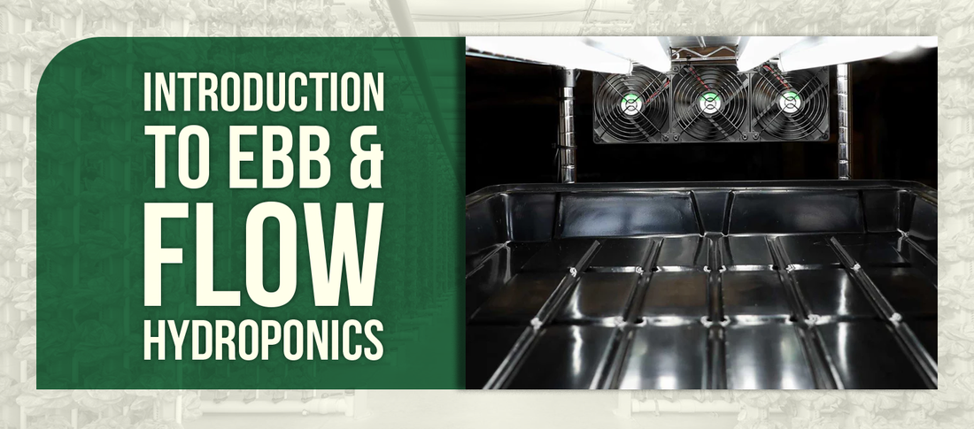Introduction to Ebb & Flow Hydroponics