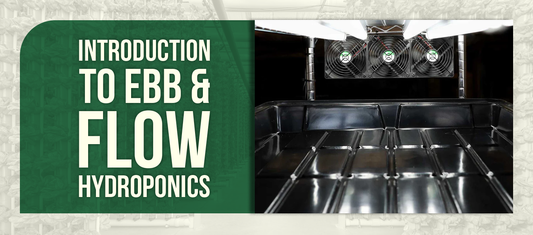 Introduction to Ebb & Flow Hydroponics